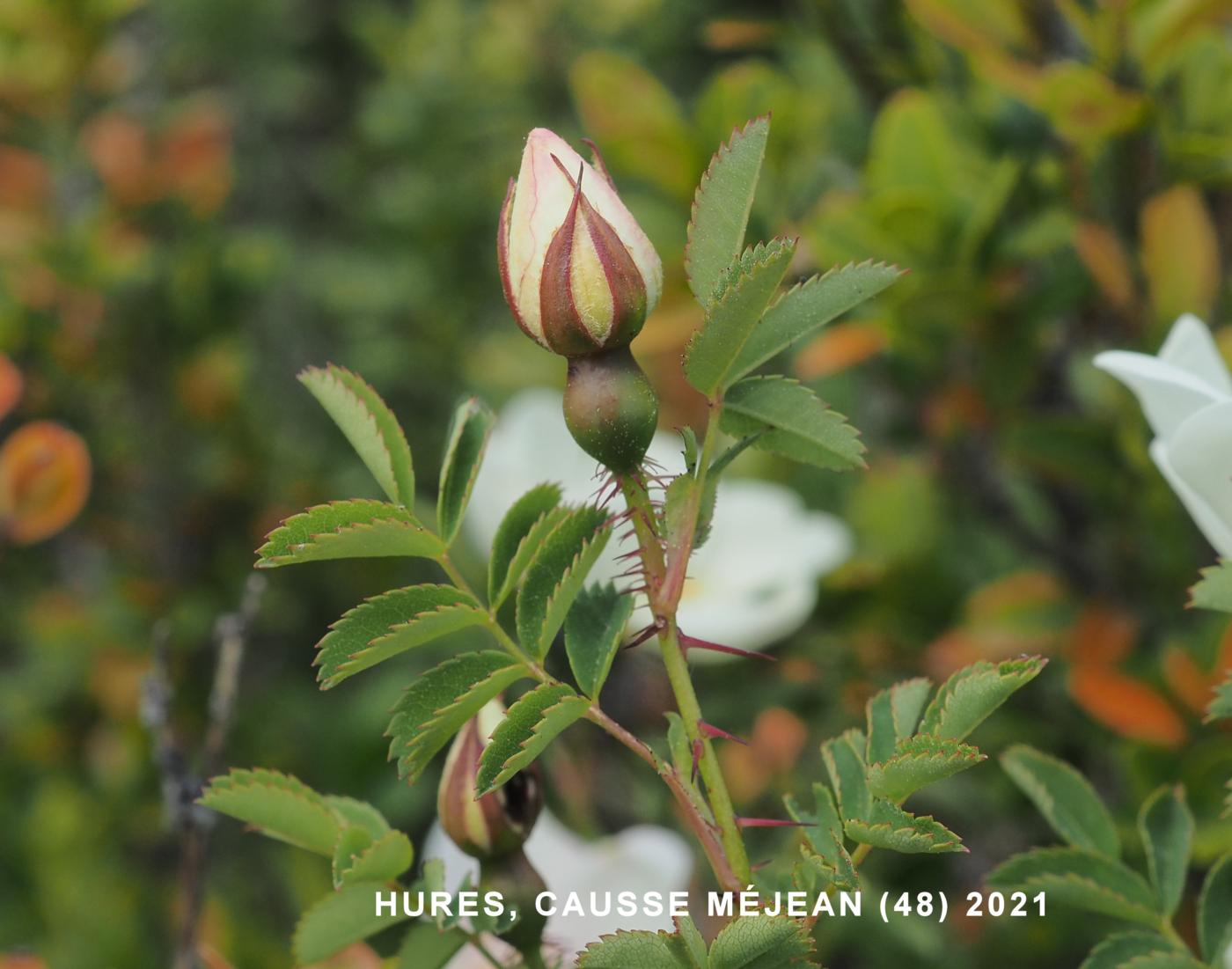 Rose, Burnet leaf
